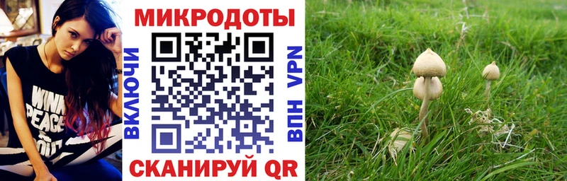 Псилоцибиновые грибы ЛСД Купить где Судогда